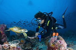 Turtle & Diver by Nicholas Samaras 